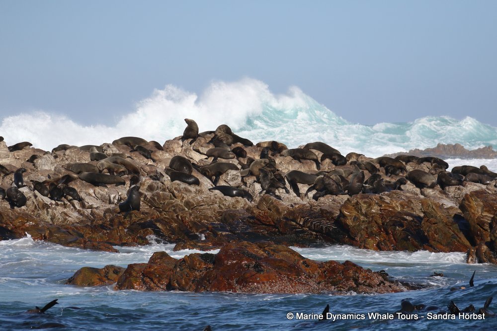 cape fur seal, whale watching, gansbaai, south africa