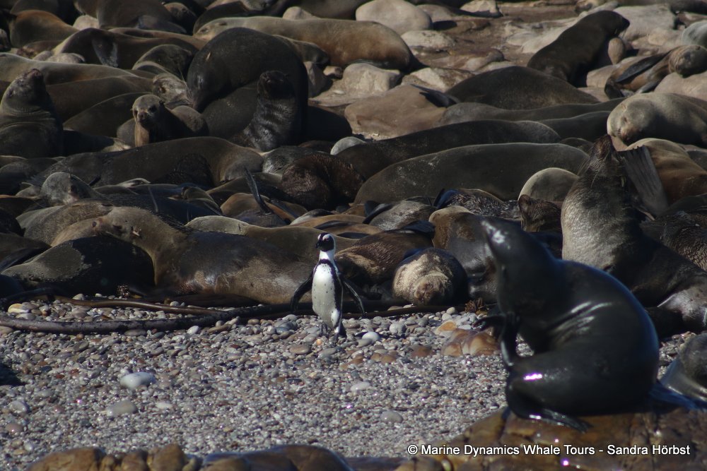 penguin,cape fur seal, whale watching, gansbaai, south africa