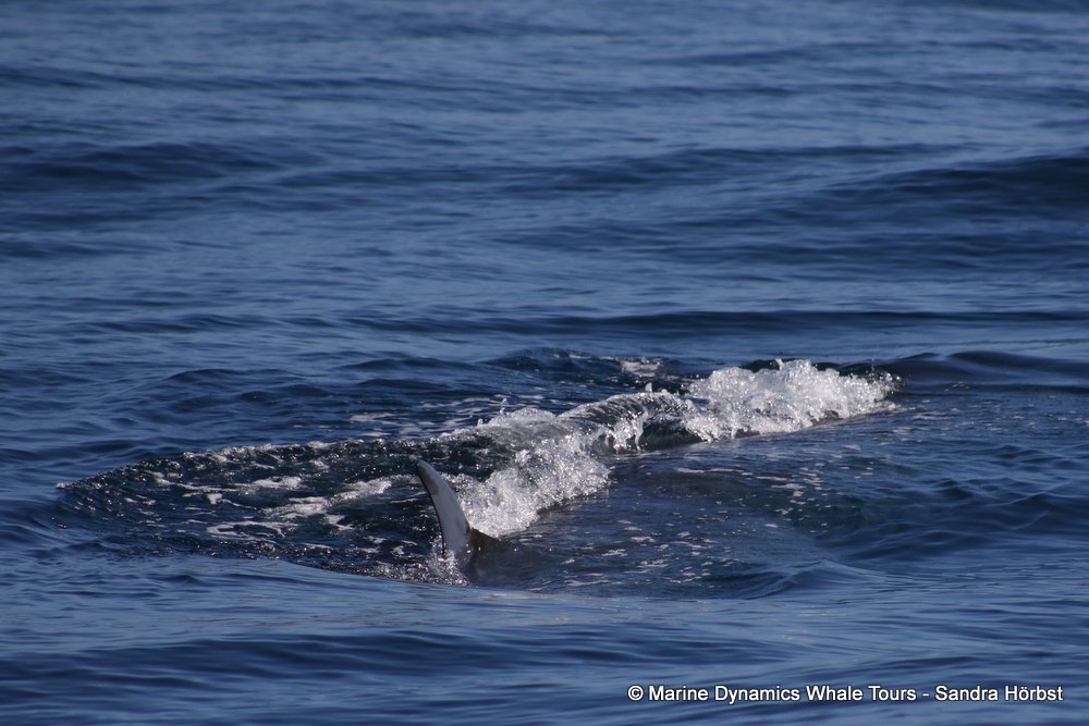 bryde's whale, whale watching, gansbaai, south africa,