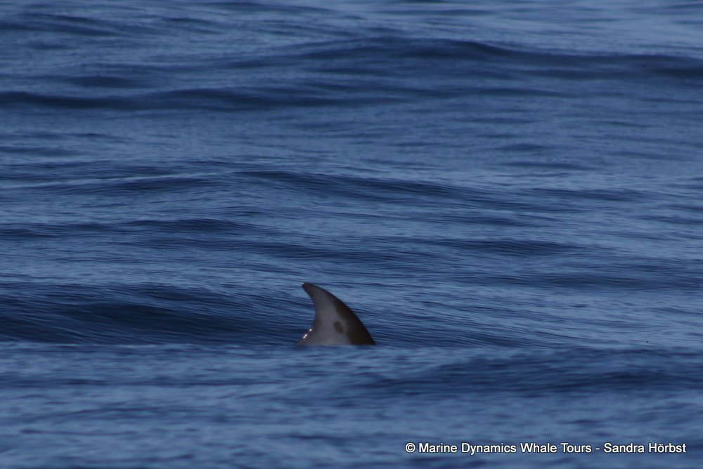 bryde's whale, whale watching, gansbaai, south africa,