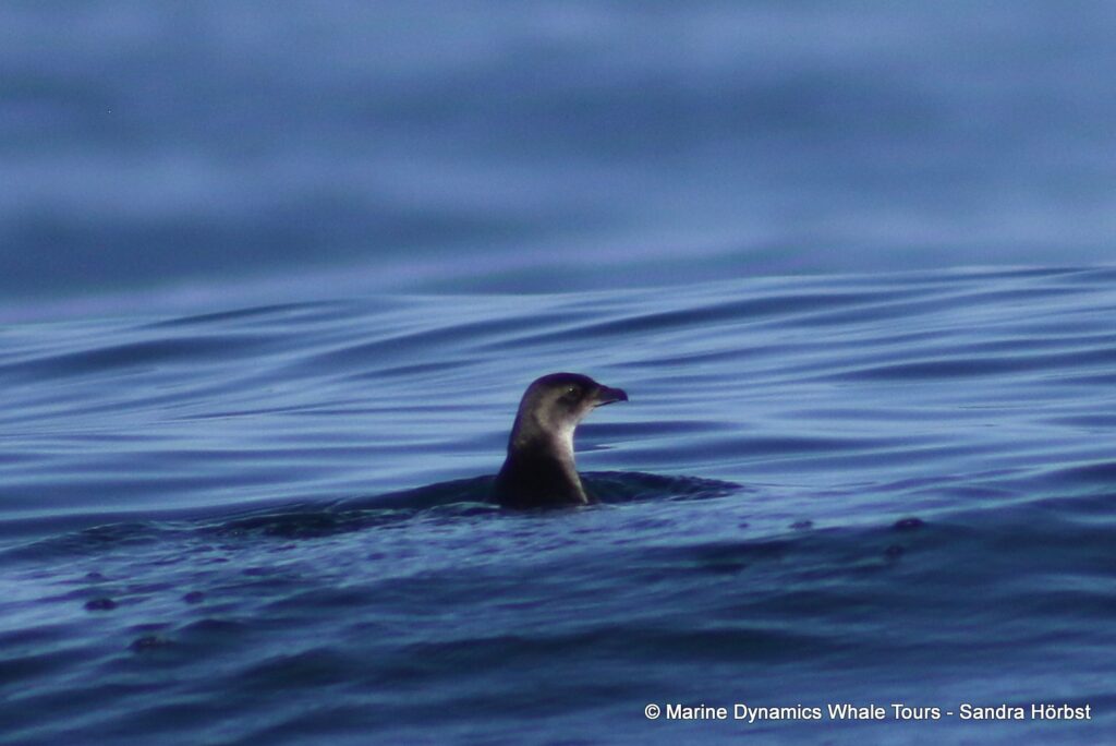 diving petrel, whale watching, gansbaai, south africa