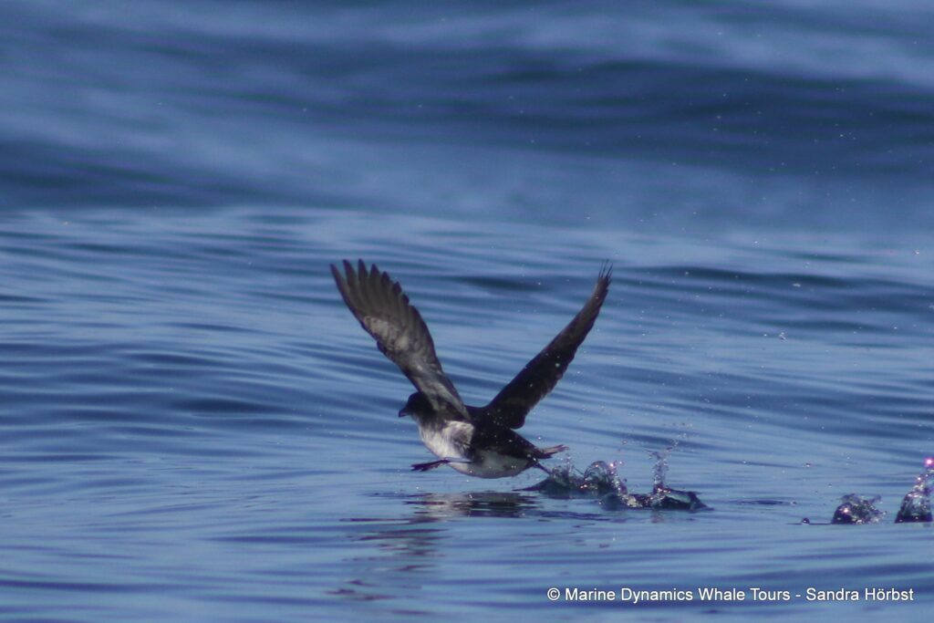 diving petrel, whale watching, gansbaai, south africa