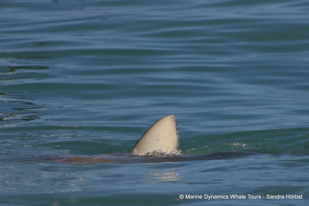 bronze whaler shark, whale watching, gansbaai, south africa,