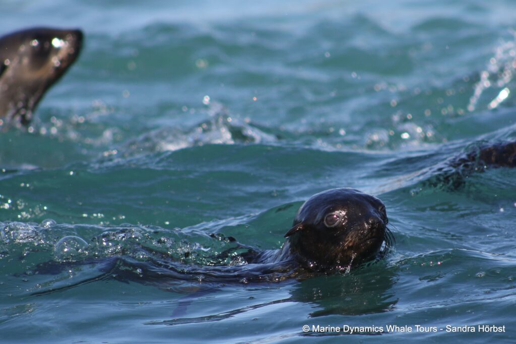 cape fur seal, whale watching, gansbaai, south africa