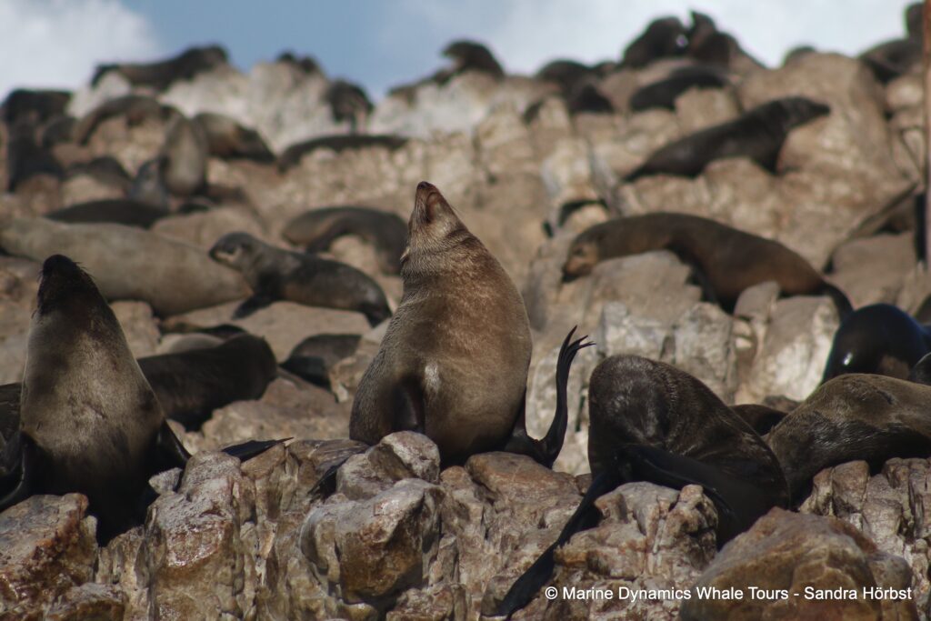 cape fur seal, whale watching, gansbaai, south africa