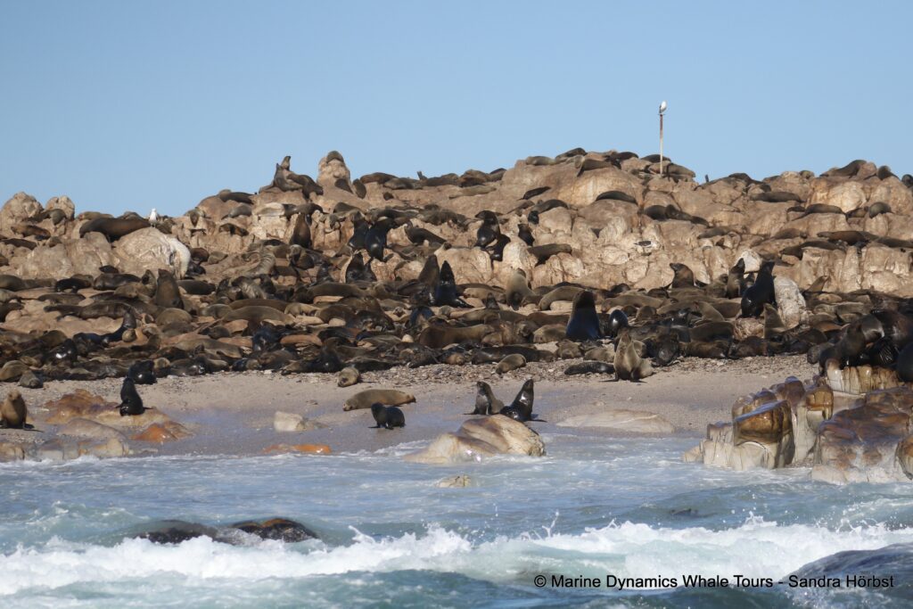cape fur seal, whale watching, gansbaai, south africa
