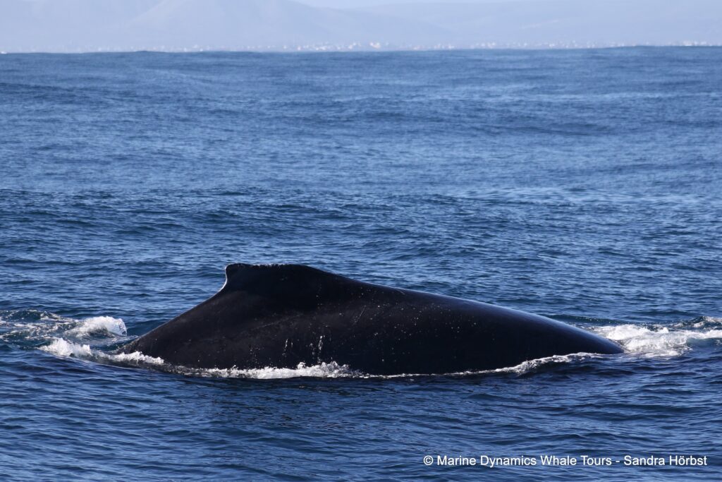 humpback whale, whale watching, gansbaai, south africa