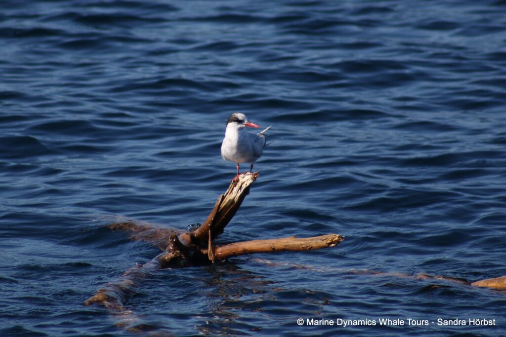 tern, whale watching, gansbaai, south africa,