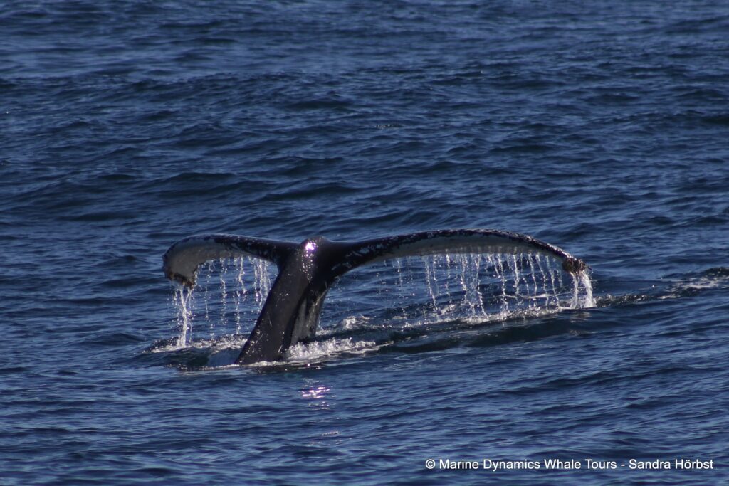 humpback whale, whale watching, gansbaai, south africa