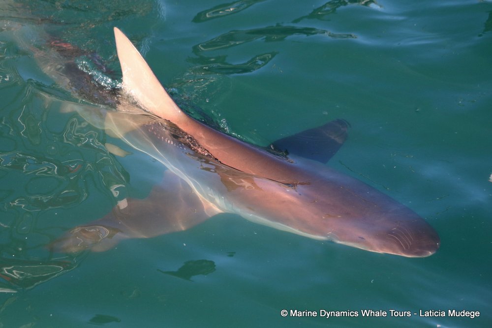 bronze whaler shark, whale watching, gansbaai, south africa,