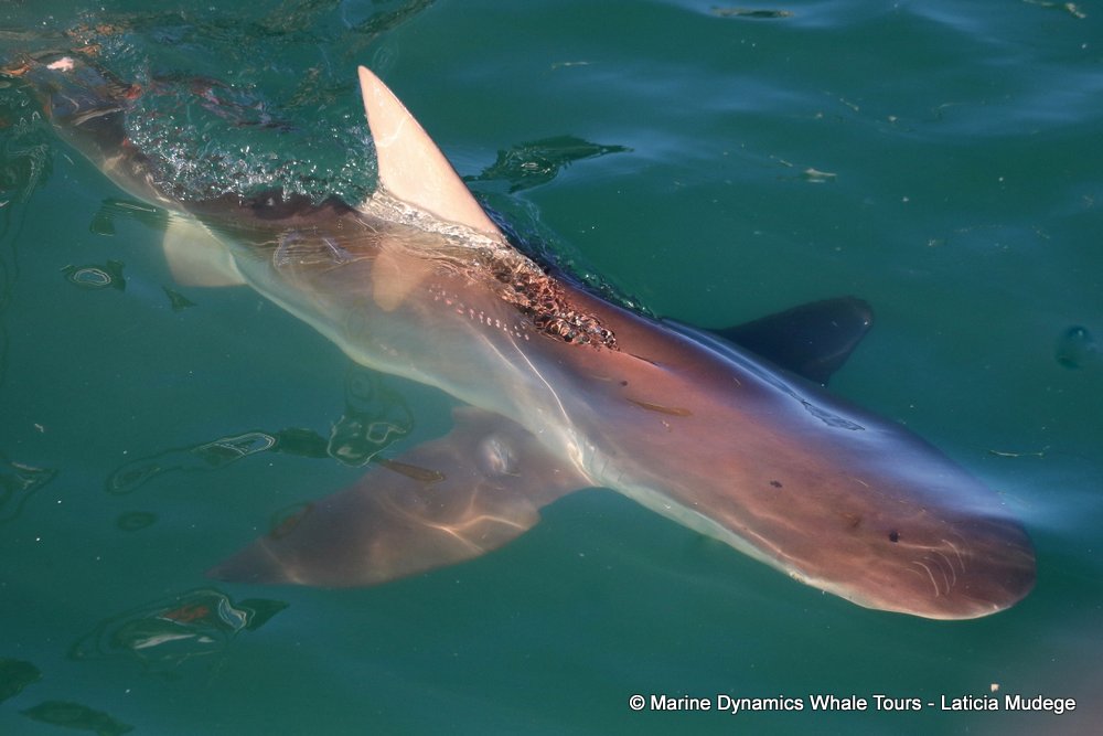 bronze whaler shark, whale watching, gansbaai, south africa,