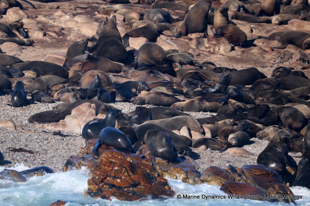 cape fur seal, whale watching, gansbaai, south africa