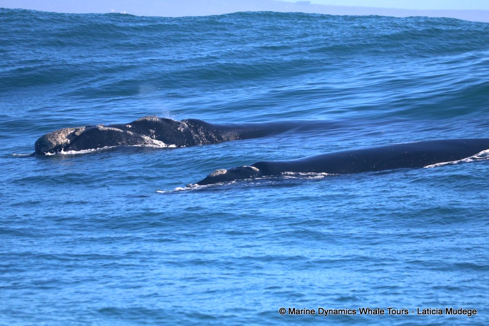 Southern right whale, whale watching, gansbaai, south africa,