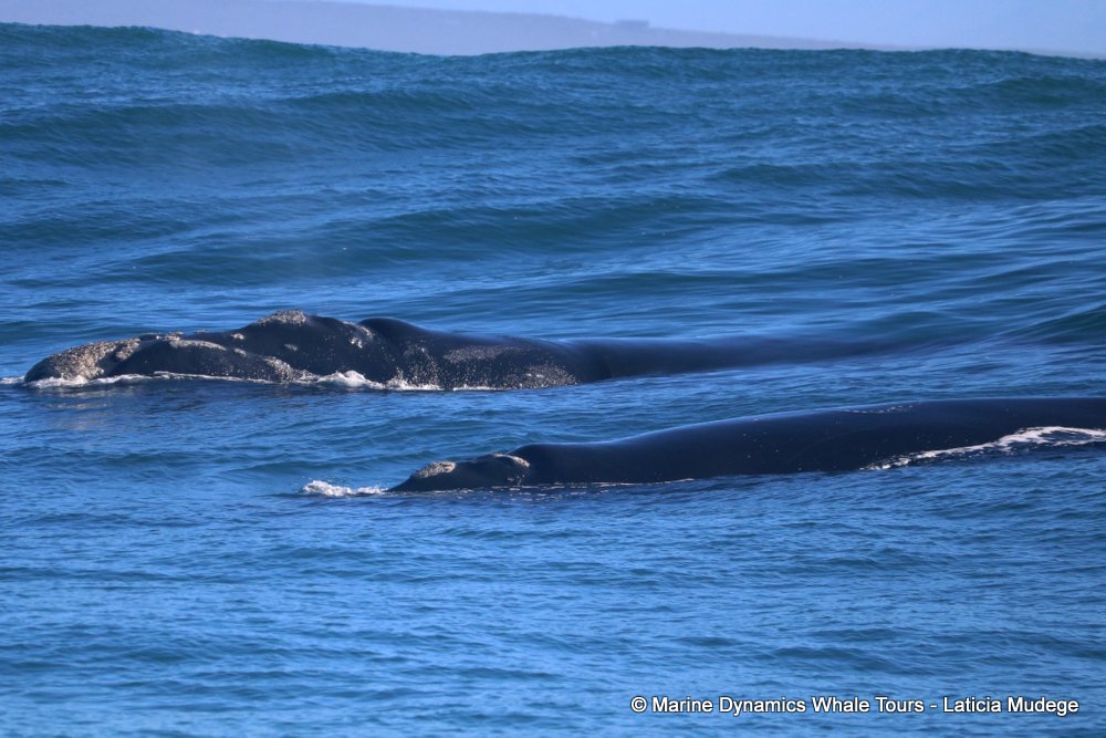 Southern right whale, whale watching, gansbaai, south africa,