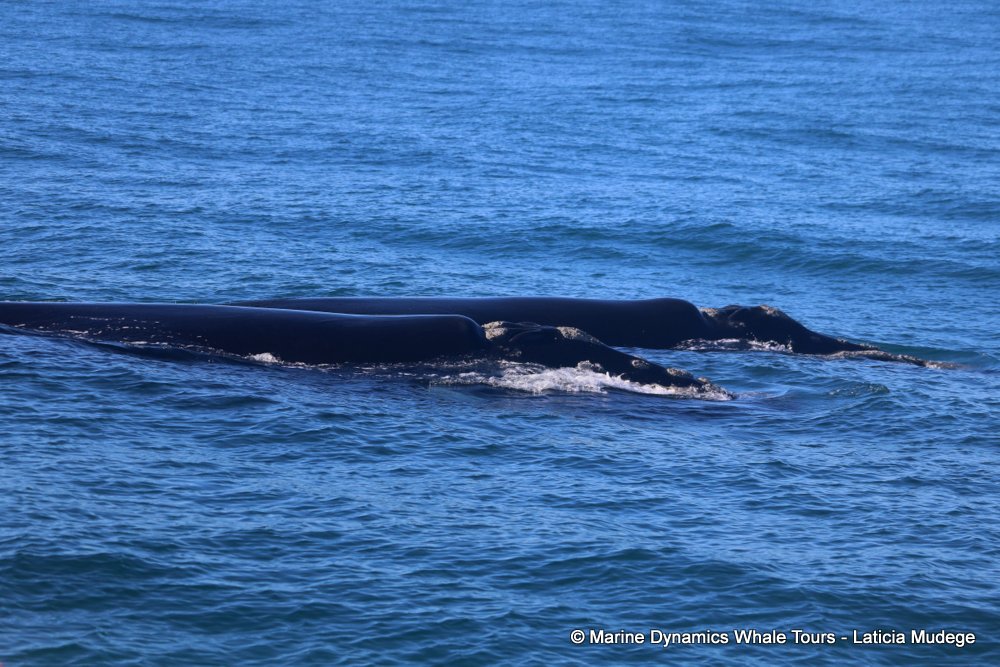 Southern right whale, whale watching, gansbaai, south africa,