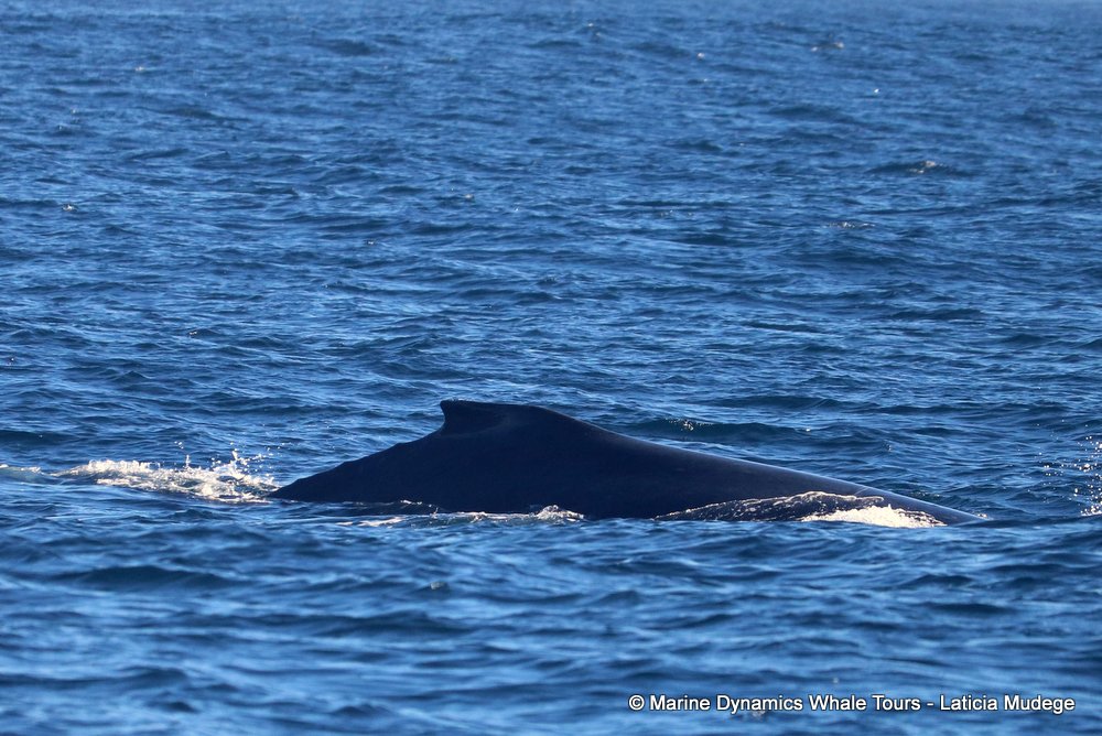 humpback whale, whale watching, gansbaai, south africa