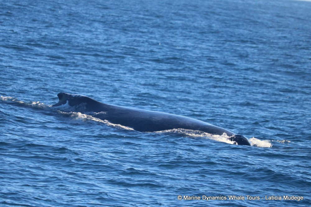 humpback whale, whale watching, gansbaai, south africa