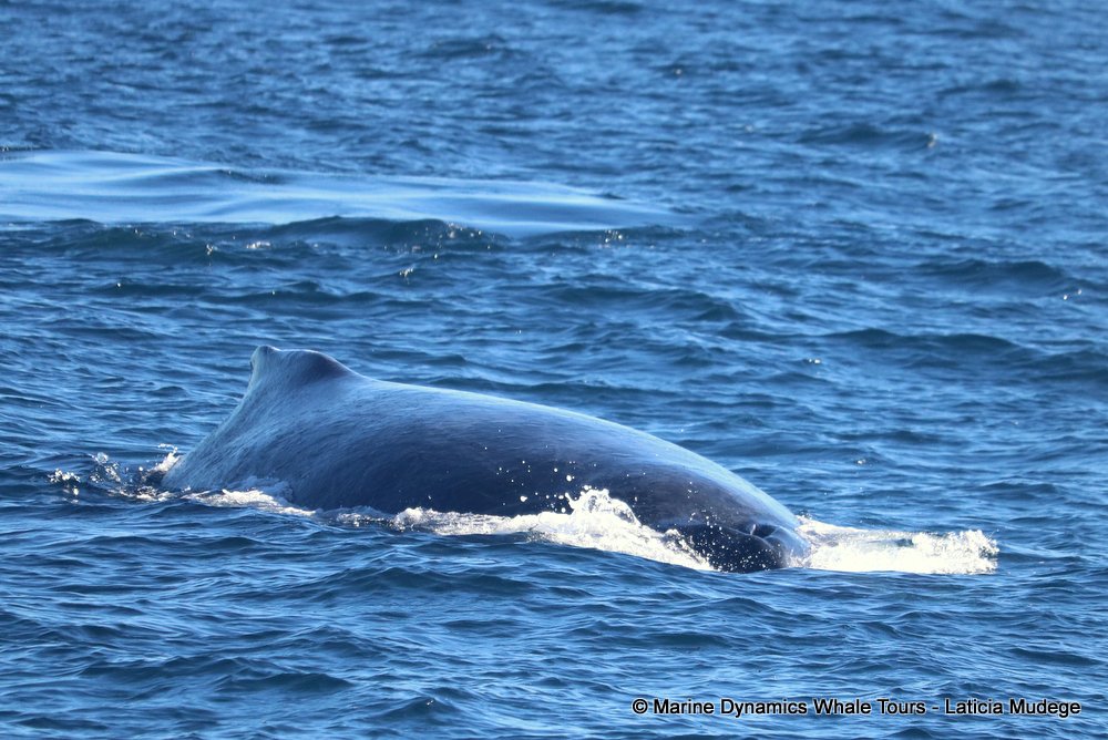 humpback whale, whale watching, gansbaai, south africa