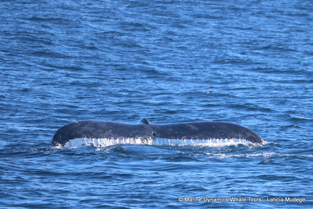 humpback whale, whale watching, gansbaai, south africa