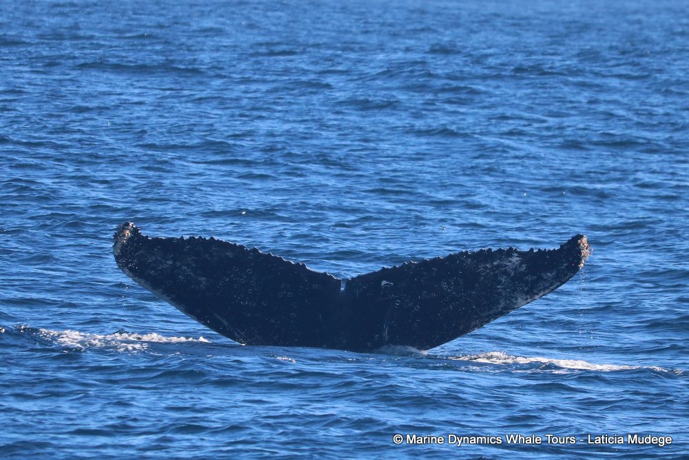 humpback whale, whale watching, gansbaai, south africa