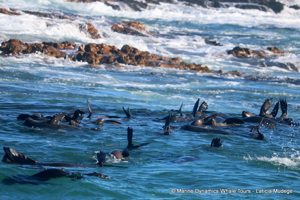 cape fur seal, whale watching, gansbaai, south africa