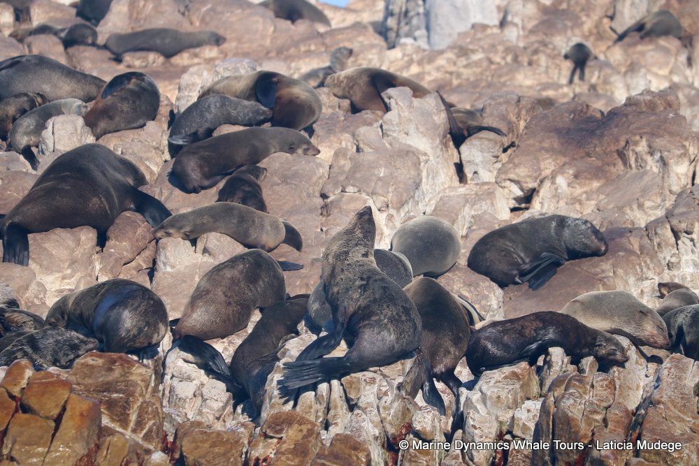 cape fur seal, whale watching, gansbaai, south africa