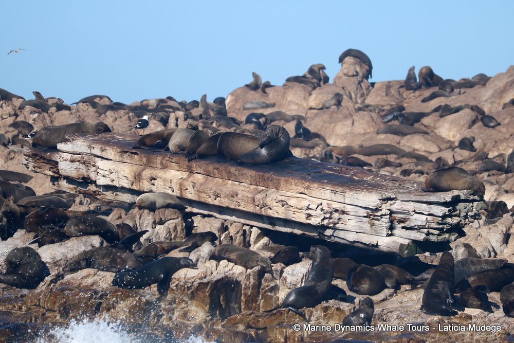 cape fur seal, whale watching, gansbaai, south africa