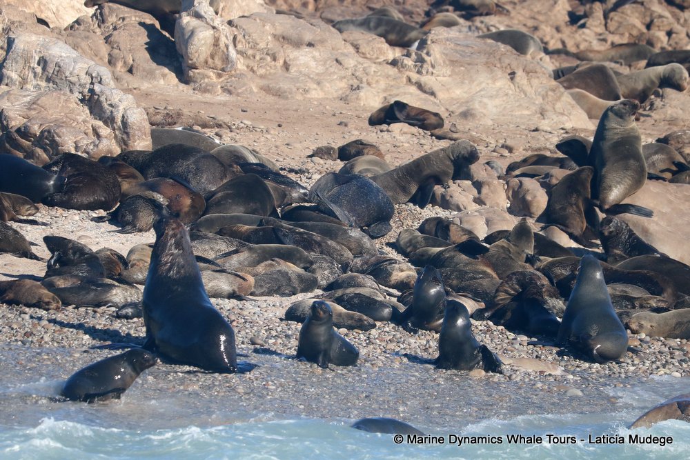 cape fur seal, whale watching, gansbaai, south africa