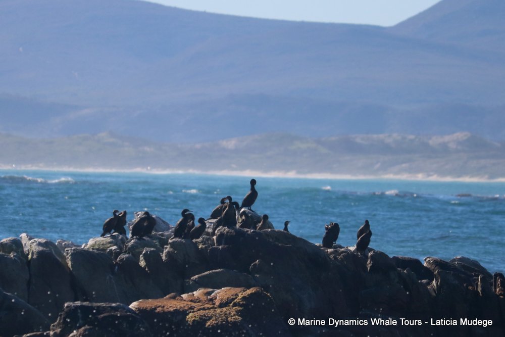 dyer island, whale watching, gansbaai, south africa,