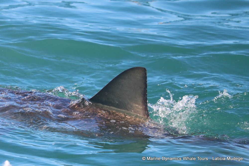 bronze whaler shark, whale watching, gansbaai, south africa,