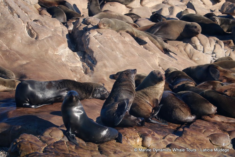 cape fur seal, whale watching, gansbaai, south africa