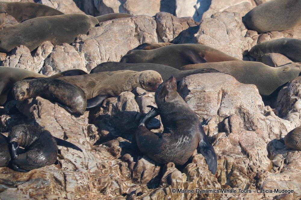 cape fur seal, whale watching, gansbaai, south africa