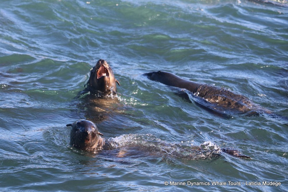 cape fur seal, whale watching, gansbaai, south africa
