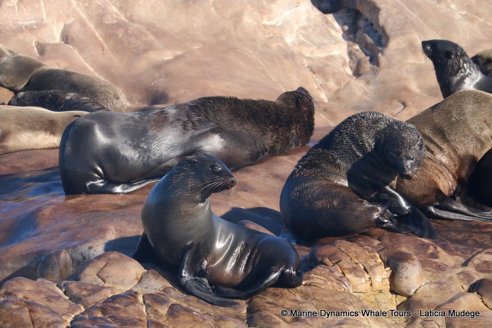 cape fur seal, whale watching, gansbaai, south africa