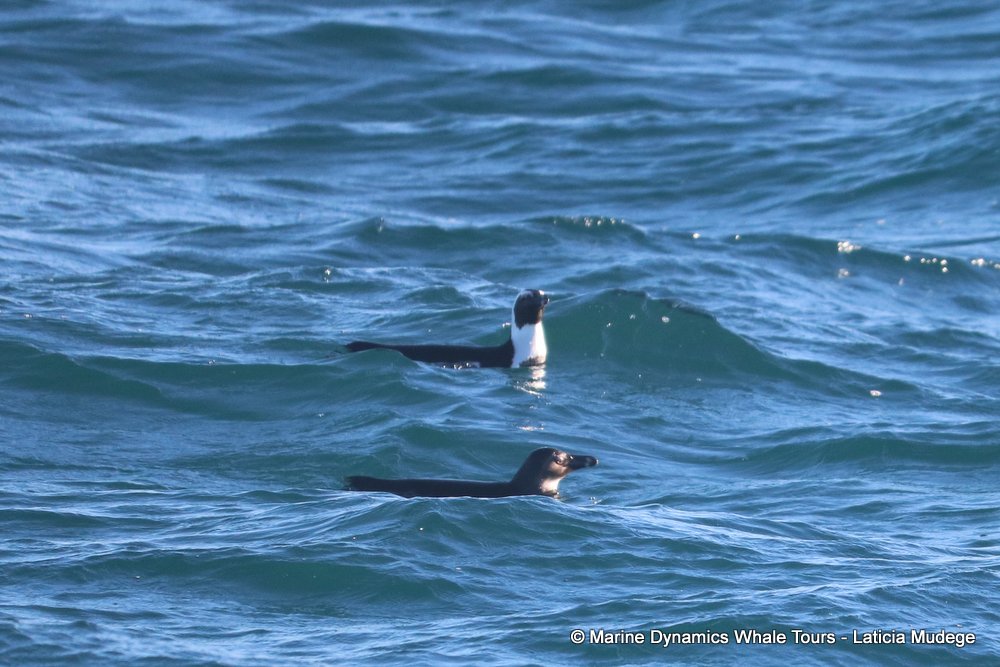 african penguin, whale watching, gansbaai, south africa