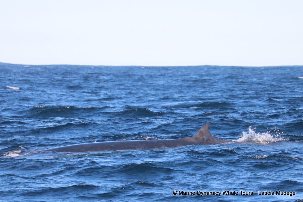 bryde's whale, whale watching, gansbaai, south africa,