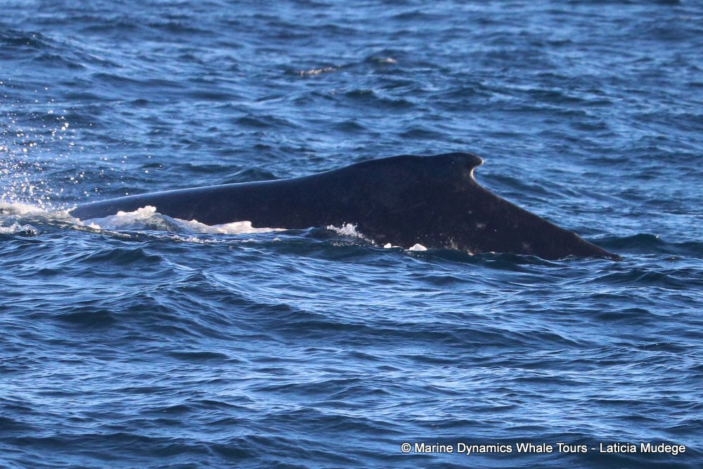 humpback whale, whale watching, gansbaai, south africa