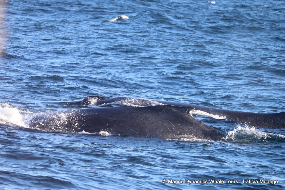 humpback whale, whale watching, gansbaai, south africa