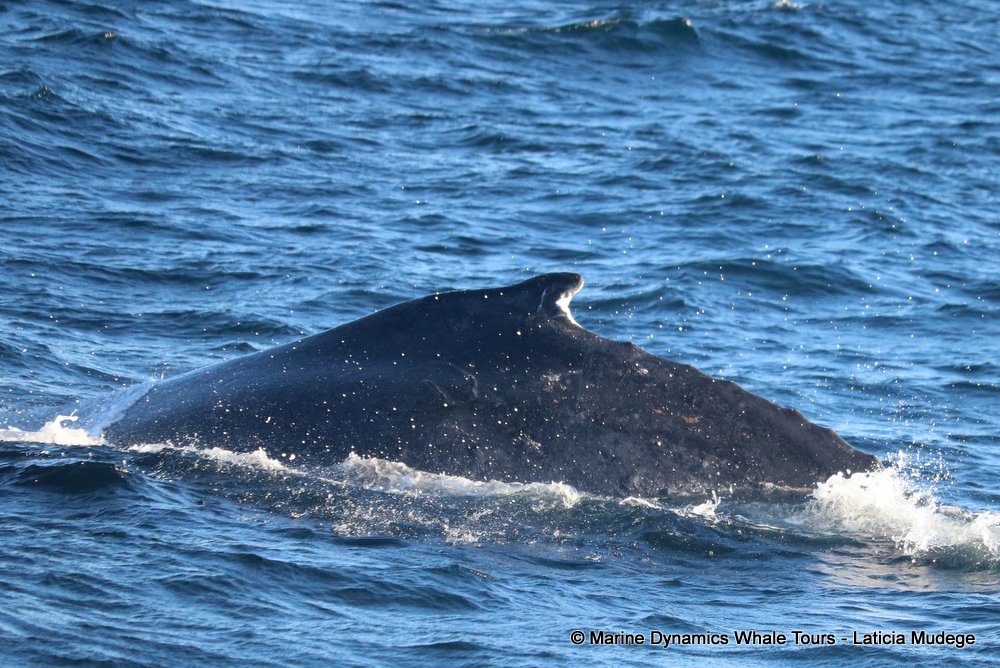 humpback whale, whale watching, gansbaai, south africa