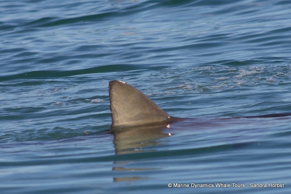 bronze whaler shark, whale watching, gansbaai, south africa,