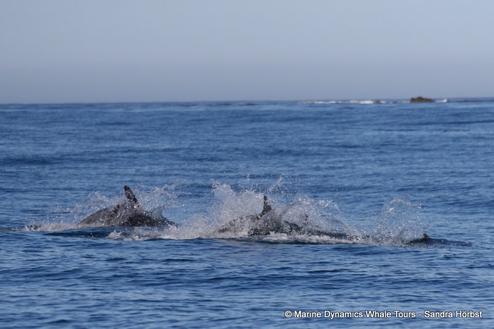 bottlenose dolphin Whale watching, South Africa, Gansbaai,