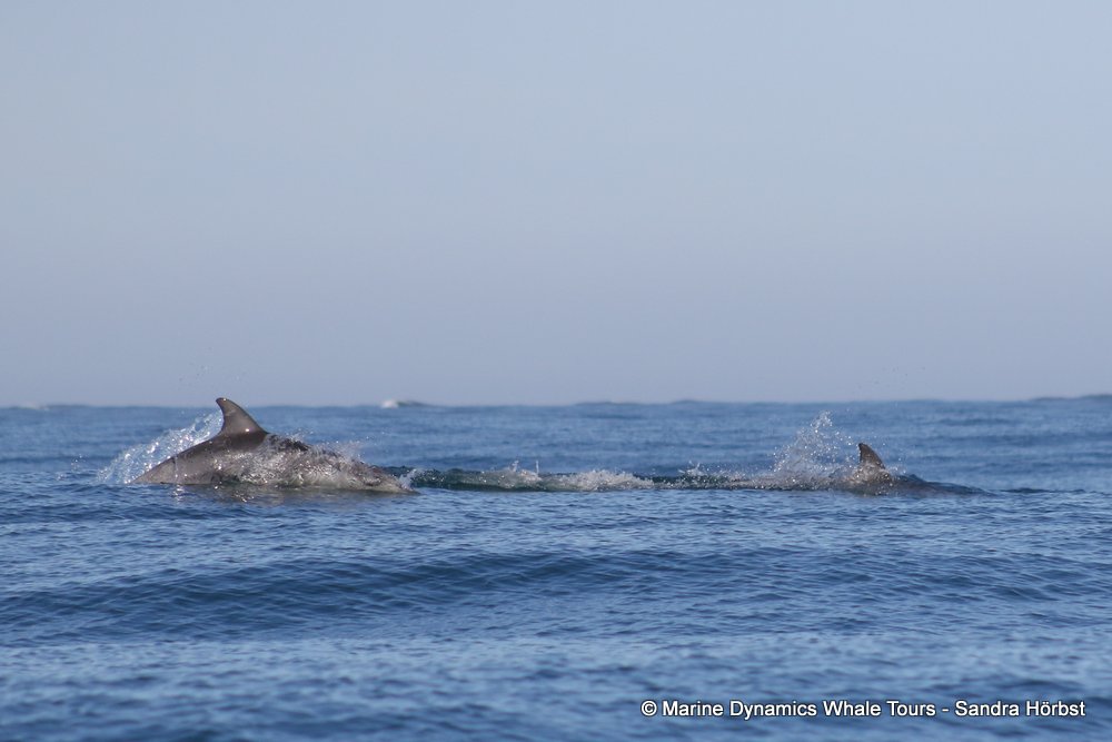 bottlenose dolphin Whale watching, South Africa, Gansbaai,