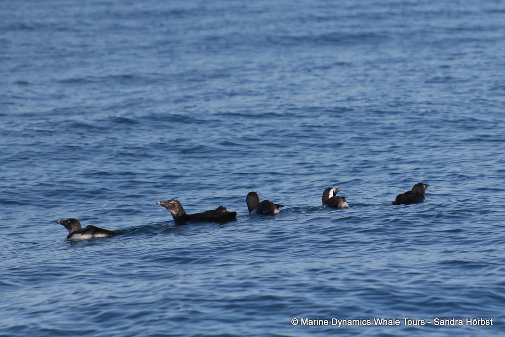 penguins, whale watching, gansbaai, south africa,