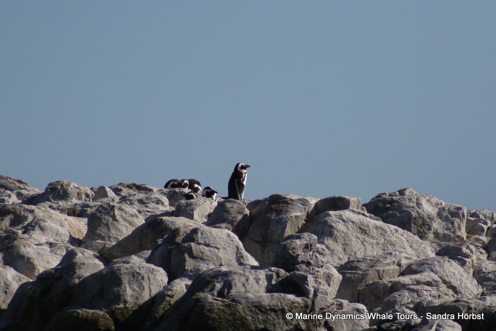 penguins, whale watching, gansbaai, south africa,
