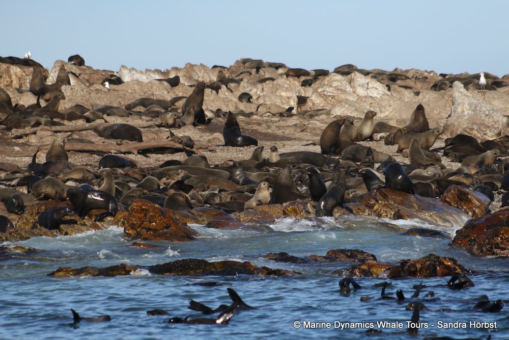 cape fur seal, whale watching, gansbaai, south africa