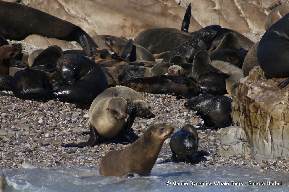 cape fur seal, whale watching, gansbaai, south africa