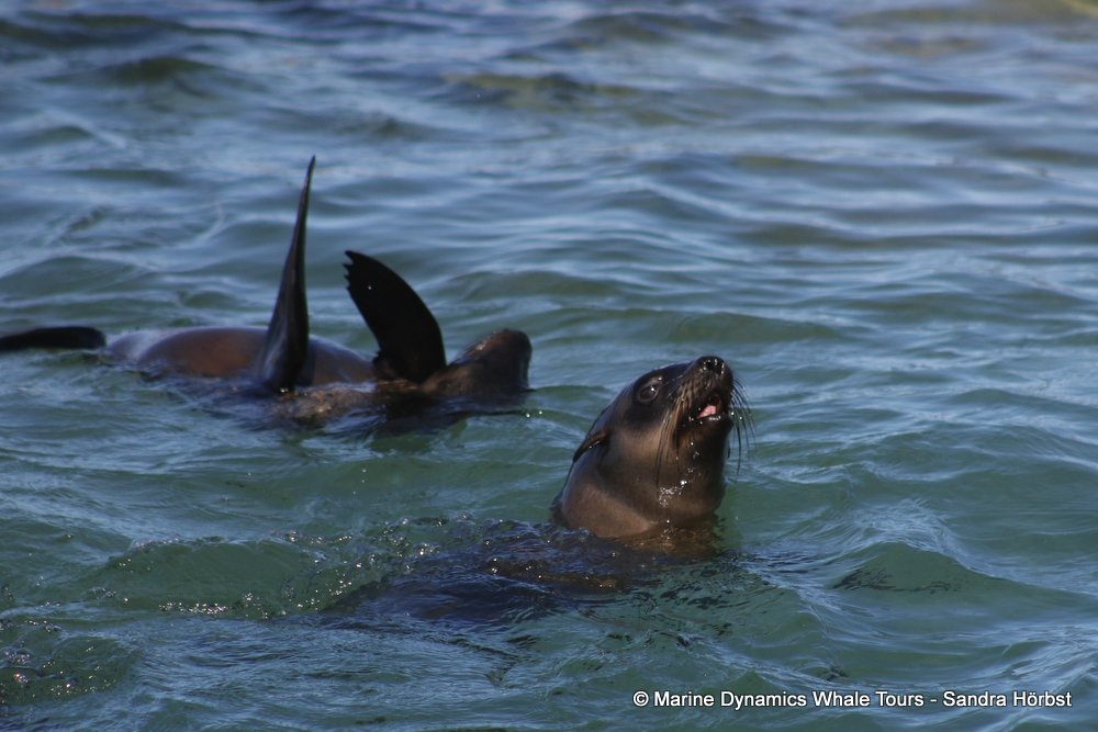 cape fur seal, whale watching, gansbaai, south africa