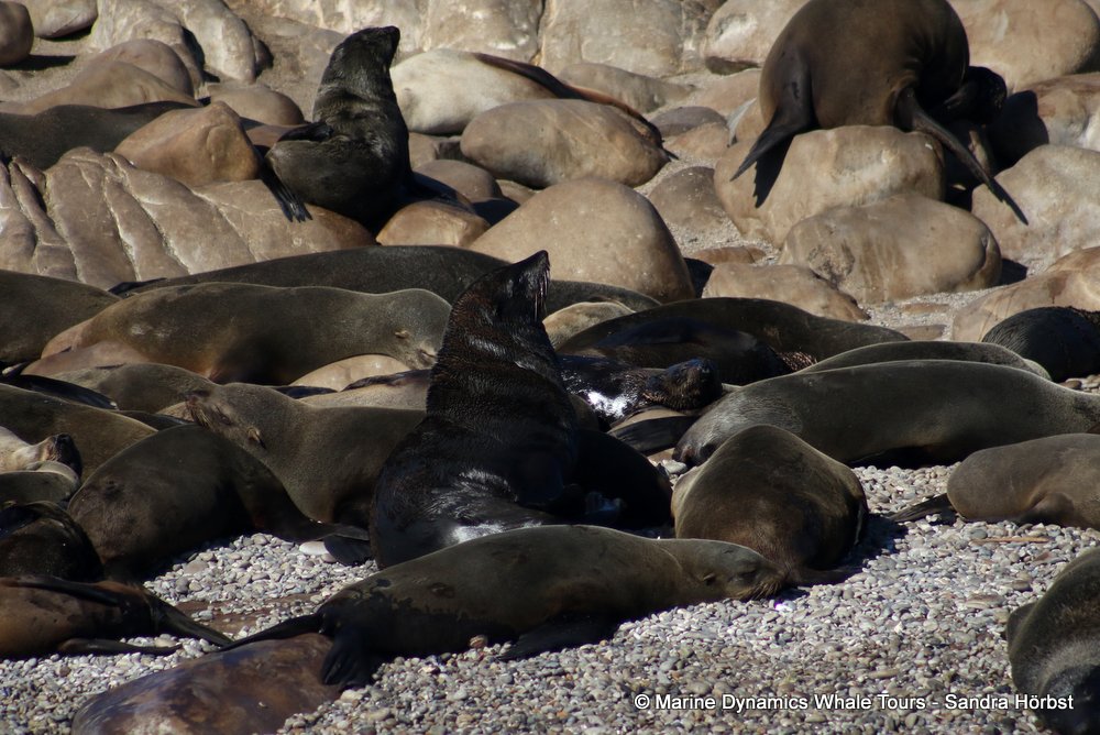 cape fur seal, whale watching, gansbaai, south africa