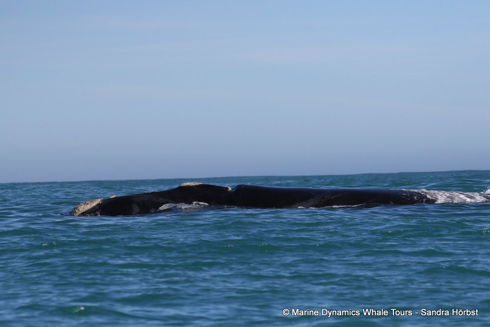 Southern right whale, whale watching, gansbaai, south africa,