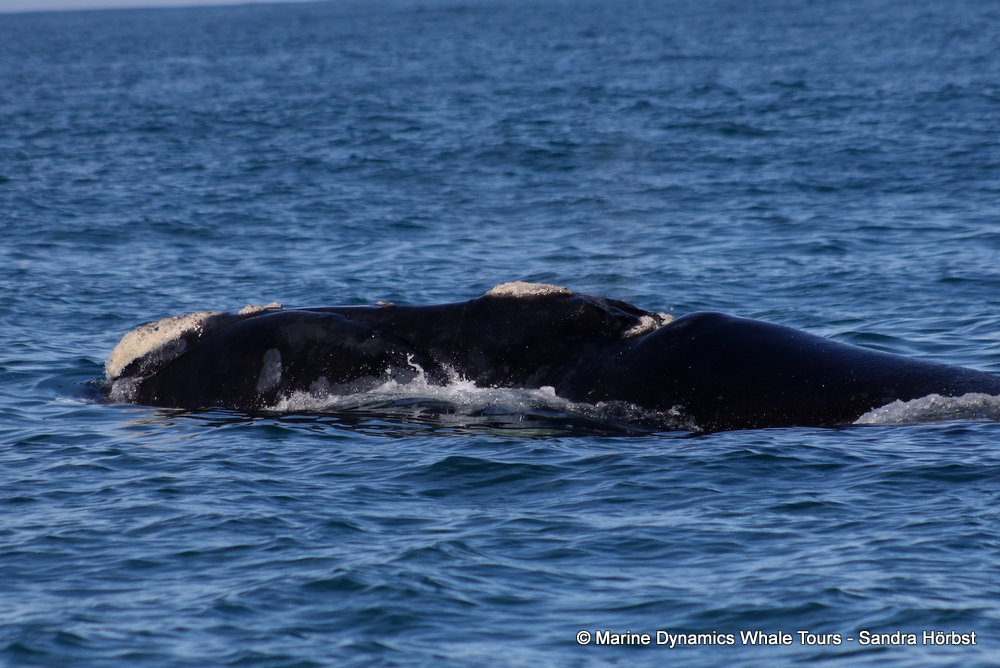 Southern right whale, whale watching, gansbaai, south africa,